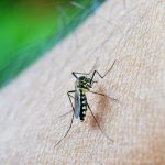 avoid mosquito bites